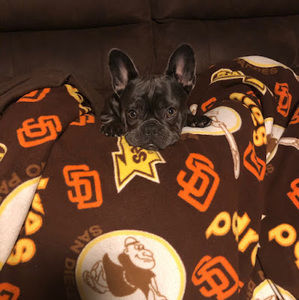 Meet your Posher, Joe dino